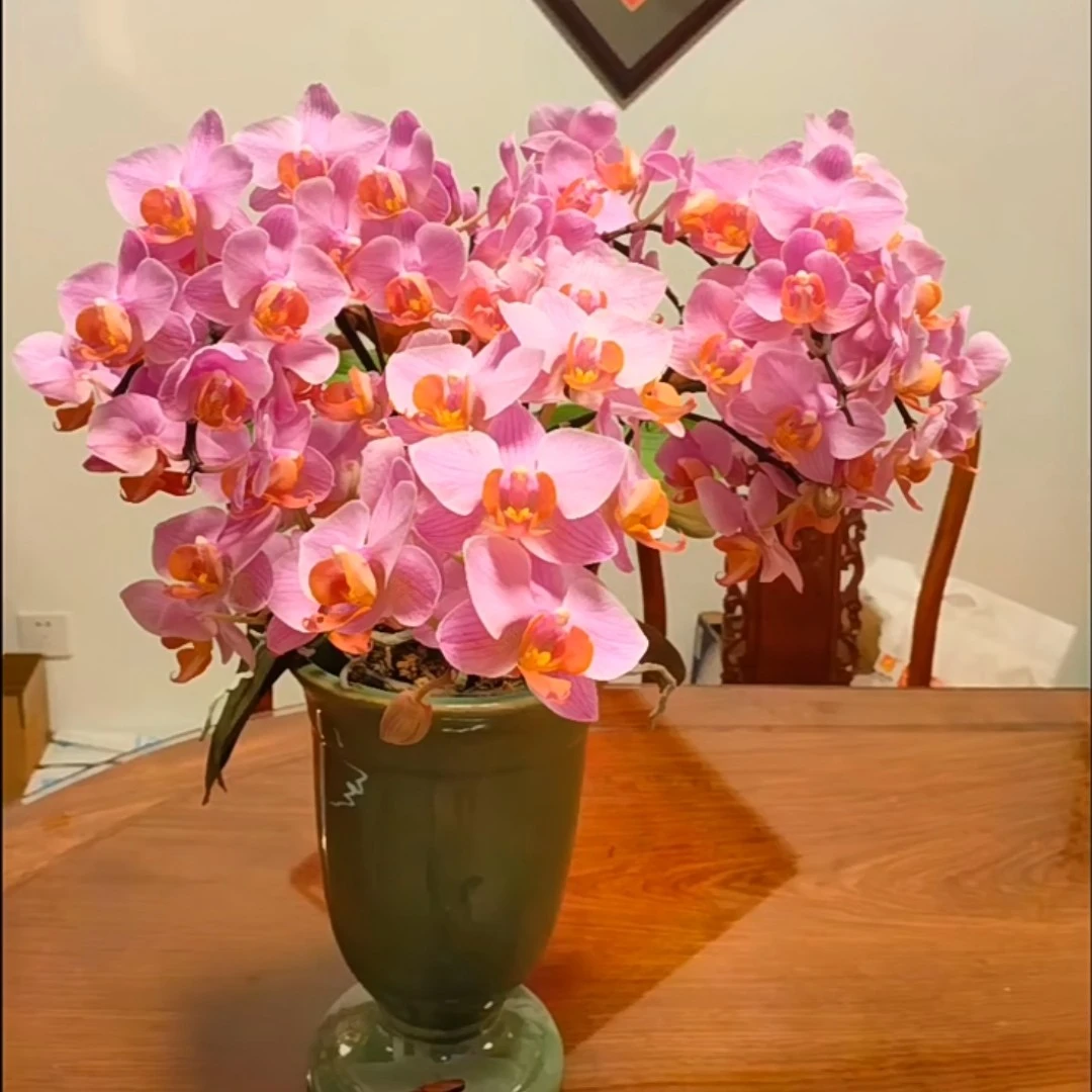 【安祖】出花剑圣罗莎蝴蝶兰苗