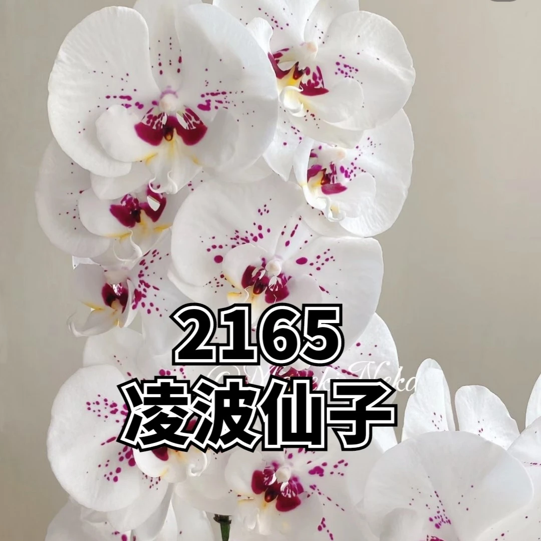 超群CH2165斑点蝴蝶兰带花剑成熟苗(原生棚叶片不完美，在意勿拍)