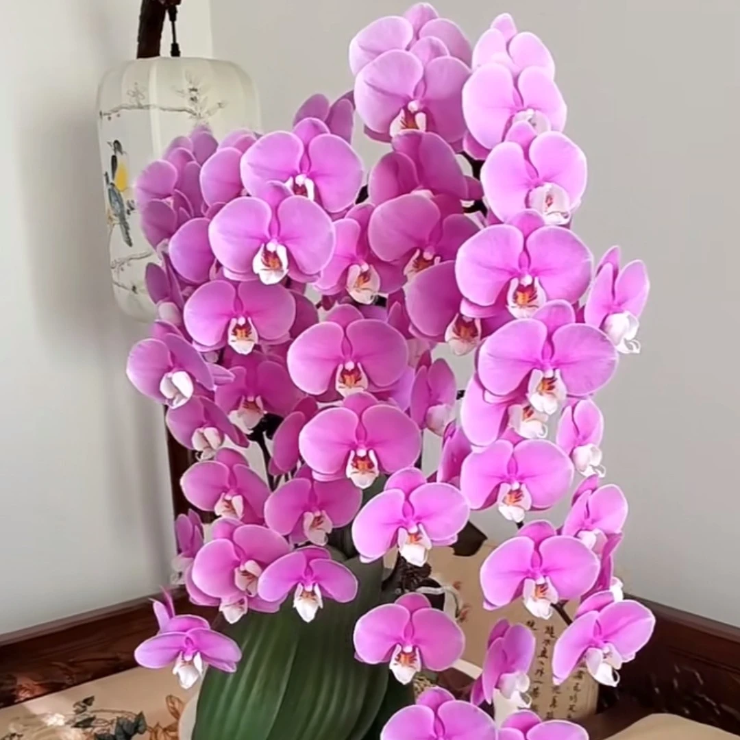 赛冰冰3.5寸续花能力高手带花剑发货蝴蝶兰【叶片易开裂在意勿拍】