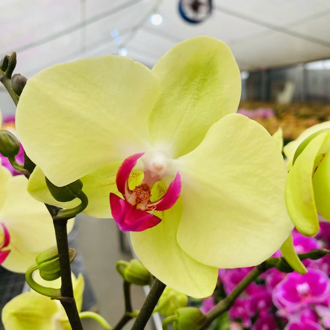 【青柠】3.0寸 室内蝴蝶兰花四季好养护绿植叶片