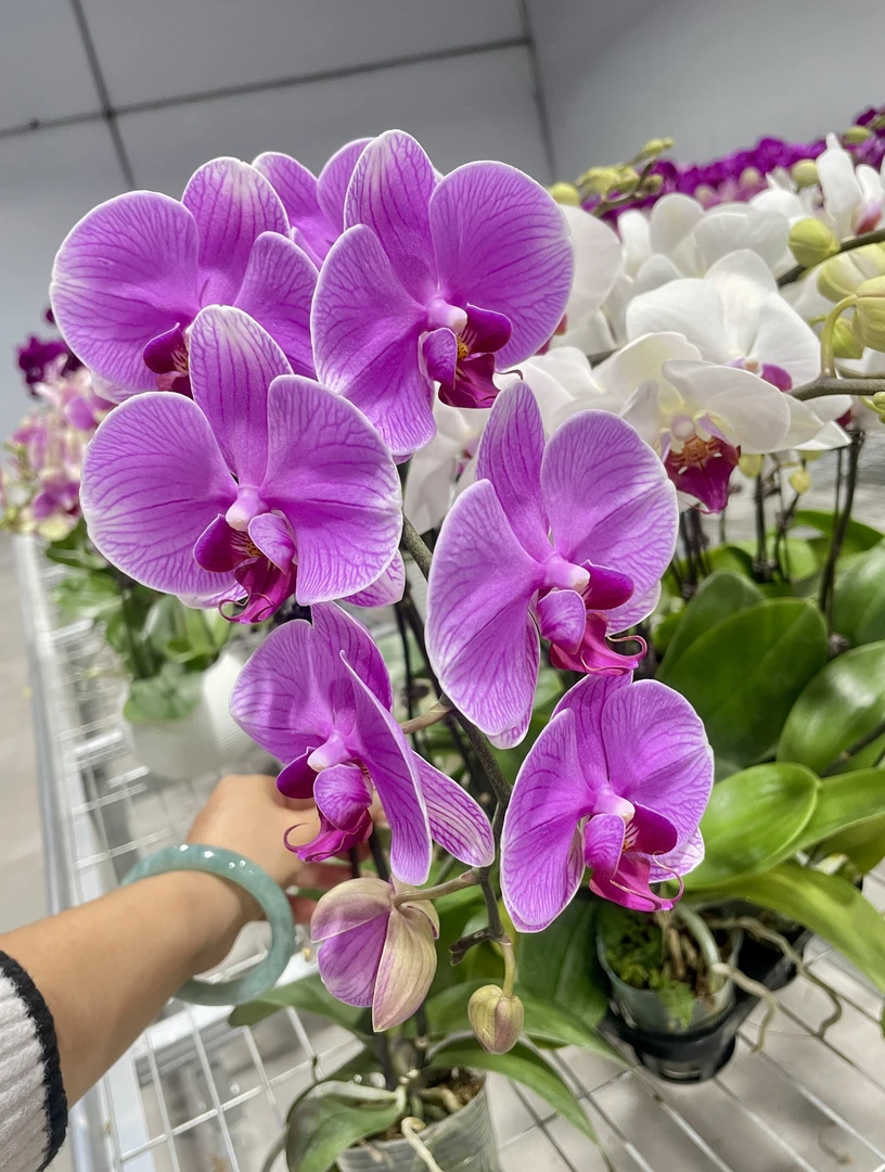 【海洋之星】2.8寸 室内蝴蝶兰花盆栽开花株 四季好养护绿植叶片