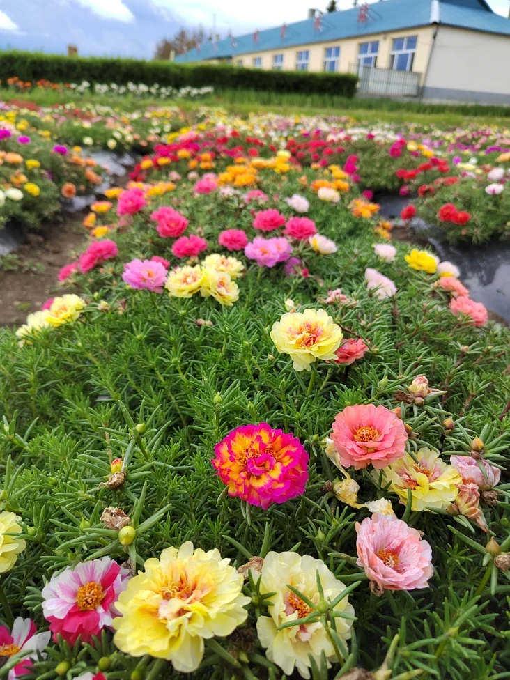 网红花色太阳花500粒