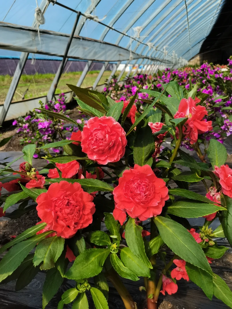 庭院花卉红色茶花凤仙重瓣凤仙花顶头凤