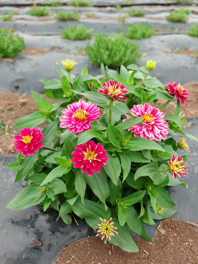 庭院花卉树莓波纹矮杆百日草盆栽地栽