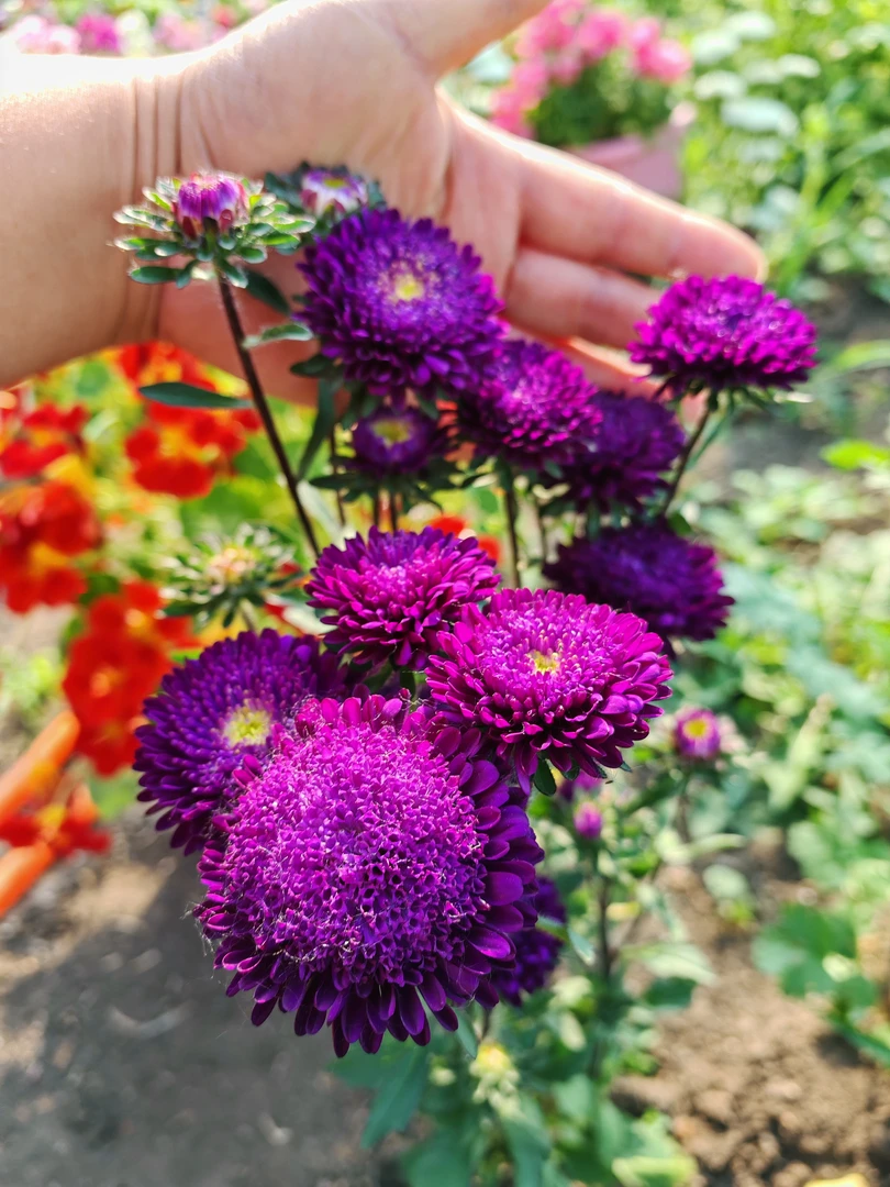 庭院花卉进口混色切花翠菊盆栽地栽