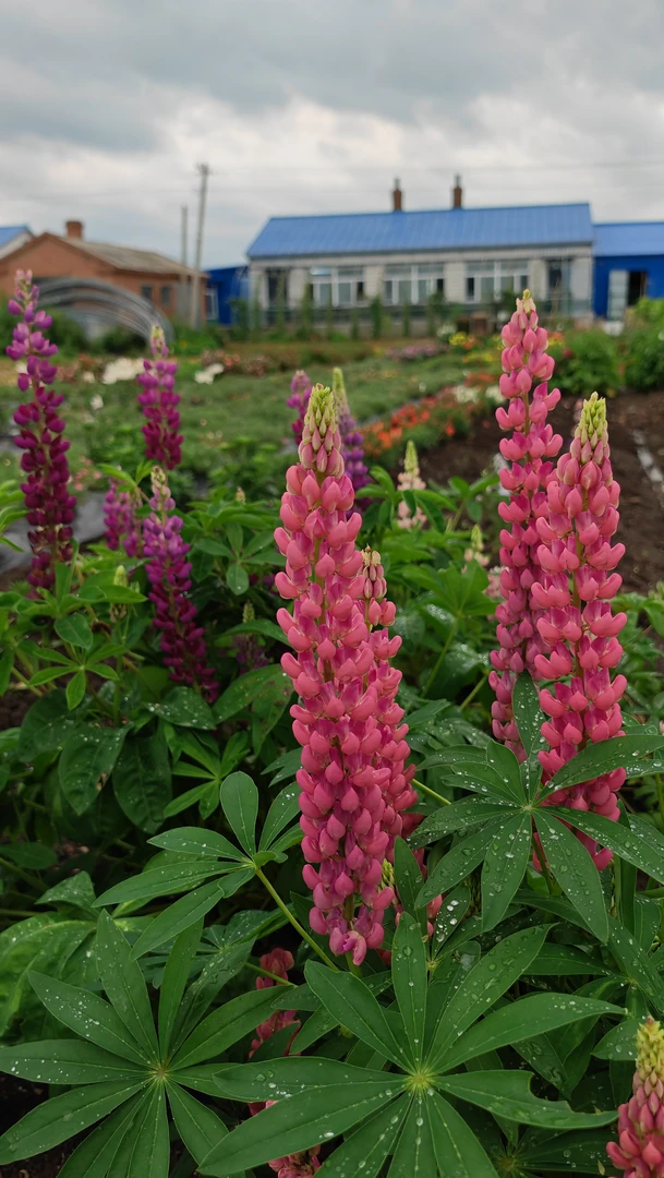 耐寒多年生宿根花鲁冰花