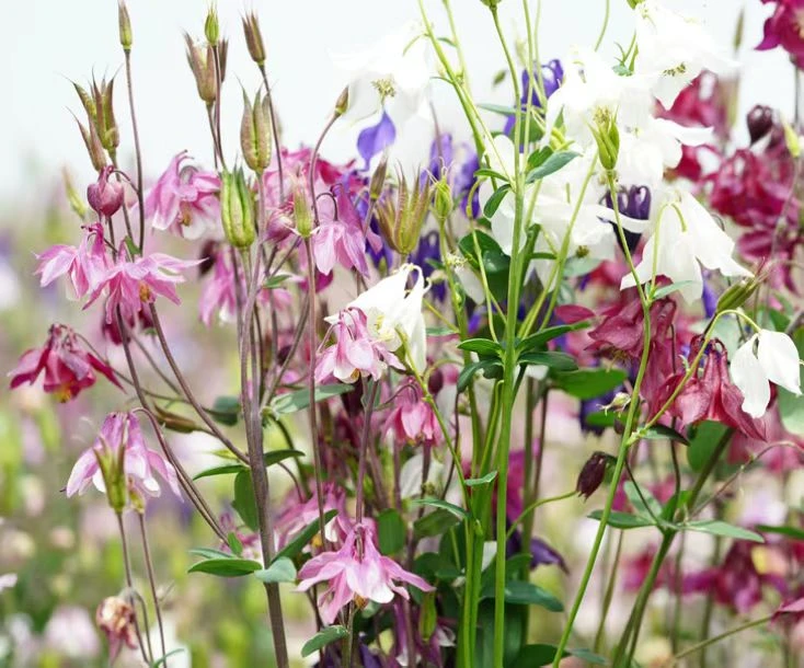 耐寒花卉重瓣耧斗菜四季开花