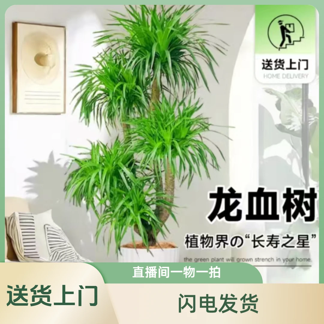 「直播备用链接勿乱拍」龙血树绿植，没有在直播间选树的不发货