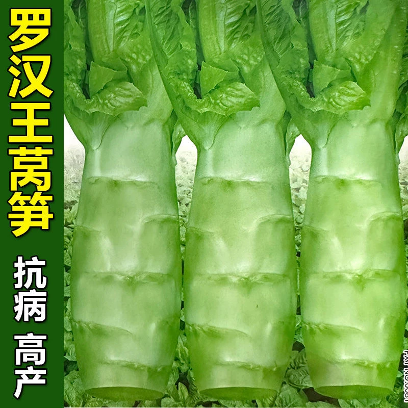 泰国罗汉王莴笋种籽薄皮肉绿竹节香莴笋莴苣种籽四季耐热蔬菜种子