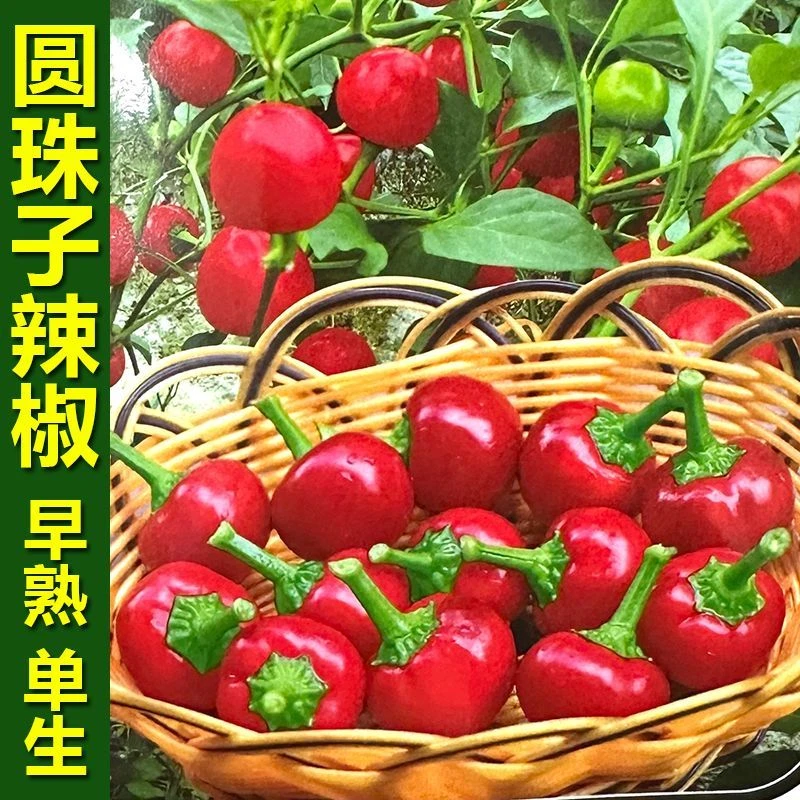 香辣圆珠子辣椒种子早熟灯笼椒樱桃红坛子椒重庆泡椒种籽蔬菜种孑