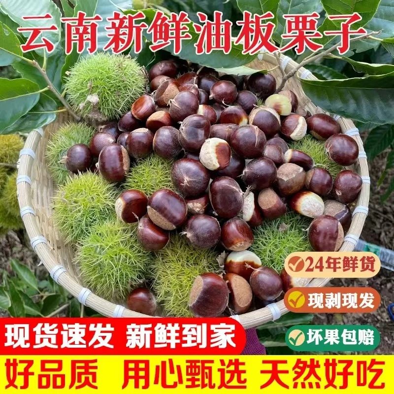 （达人专属）鲜板栗中大混发新鲜板栗收到即食冷藏可延长食用