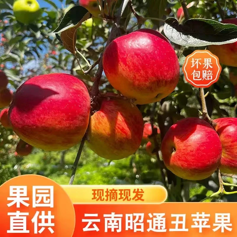 2024云南昭通早熟丑苹果 高原红露苹果当季水果现摘现发脆甜无渣