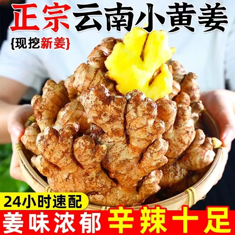 云南小黄姜5斤嫩姜新鲜生姜黄姜土姜现挖嫩姜鲜姜（东三省可发）