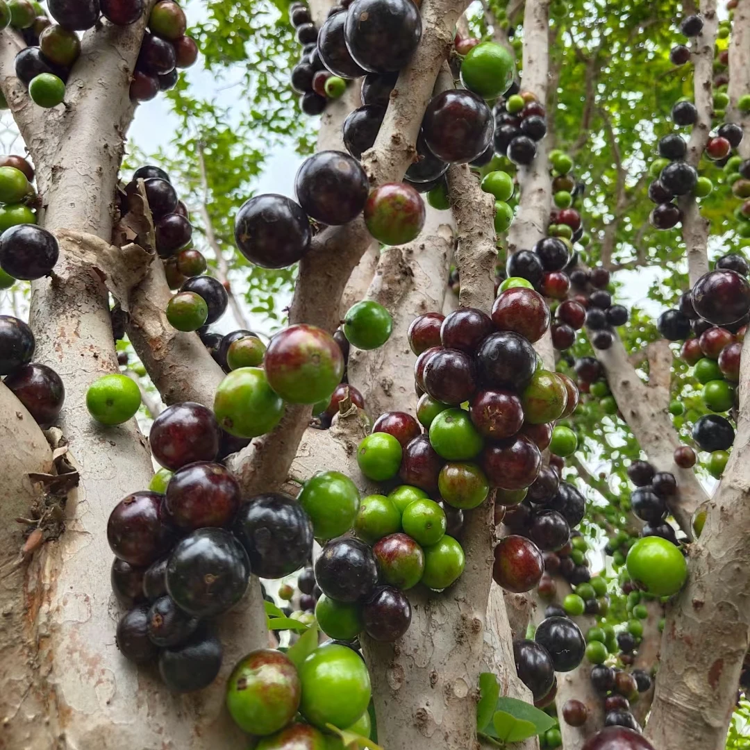 2号链接绿植一物一拍，直播间一物一拍