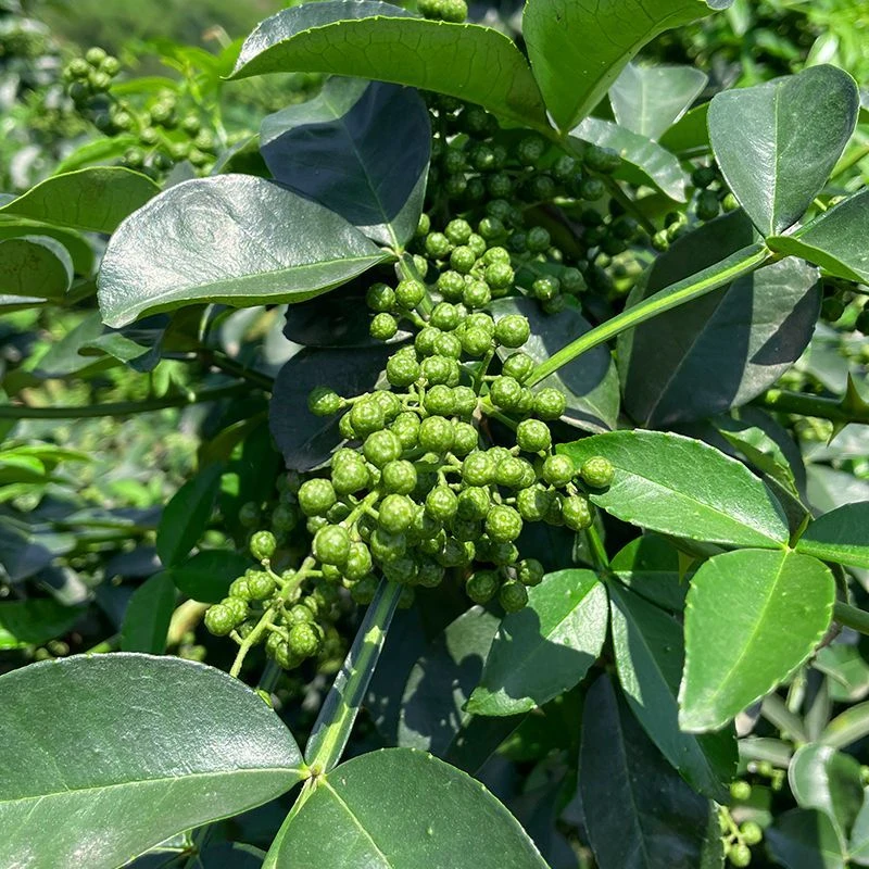 ［顺丰包邮］贵州青花椒带杆带叶子鲜花椒250g包邮