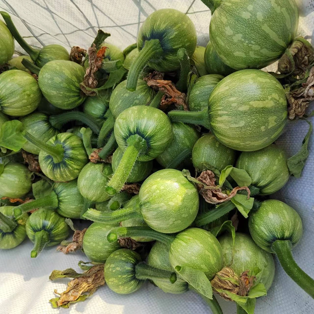 【顺丰包邮】贵州嫩南瓜特产西葫芦现摘现发圆小瓜三月瓜圆瓜3-5斤