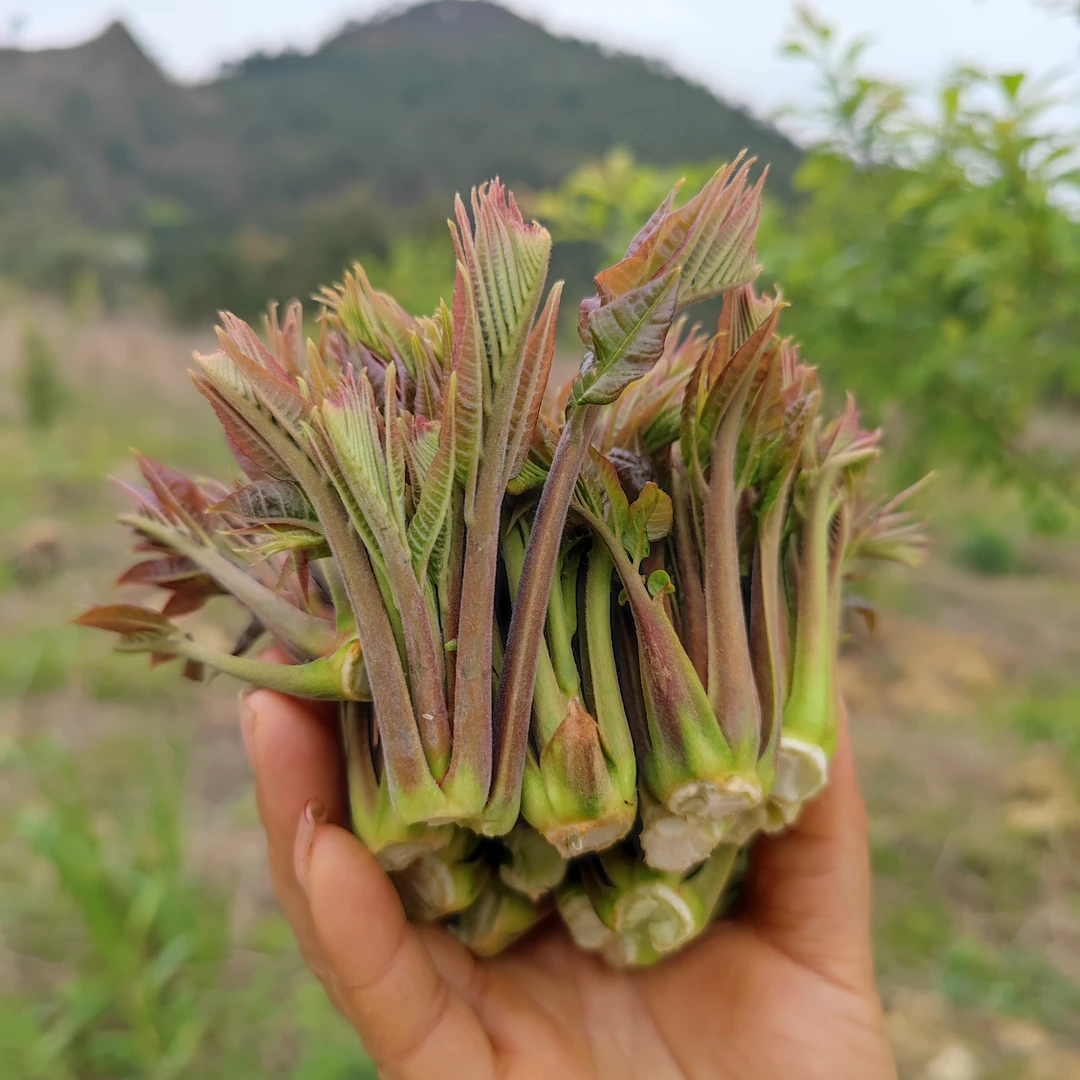 ［顺丰包邮］新鲜香椿芽香椿嫩芽头春天采摘农家应季蔬菜250g包邮