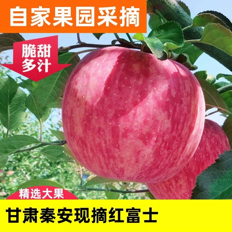 西北高原糖心红富士苹果脆甜多汁现摘5斤10斤优质农产品新鲜应季