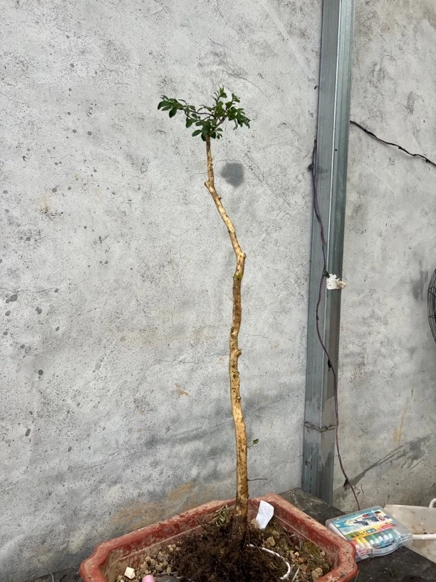 湖北小叶瓜子黄杨随机发货