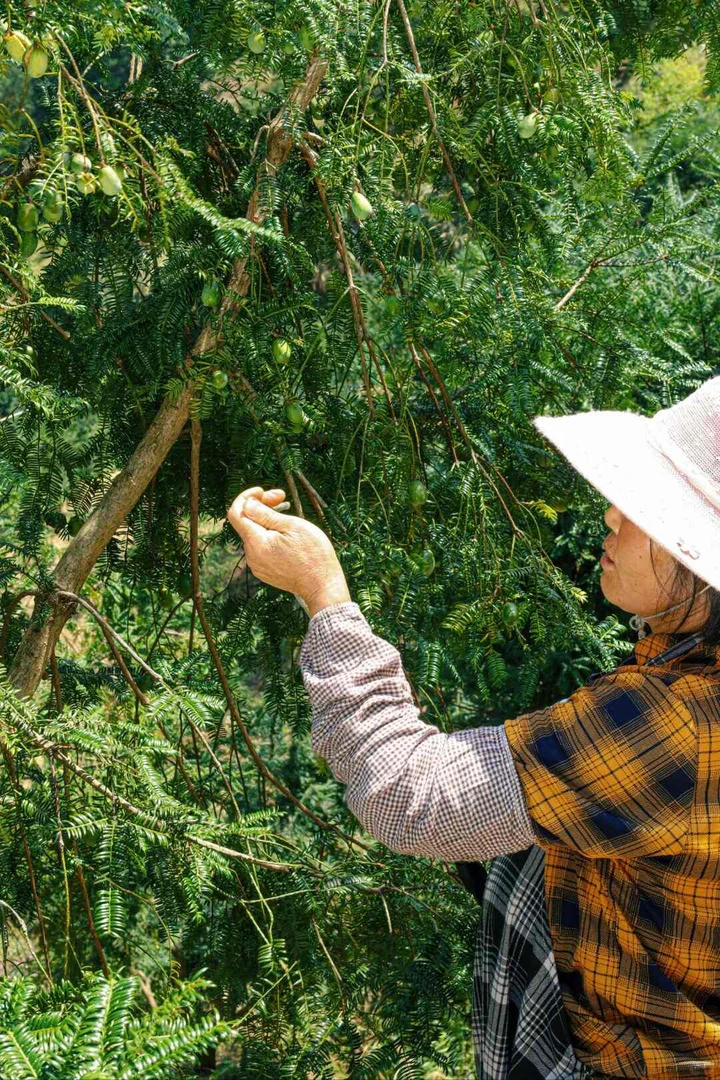 香榧四季常青绿植可盆栽植物庭院绿植