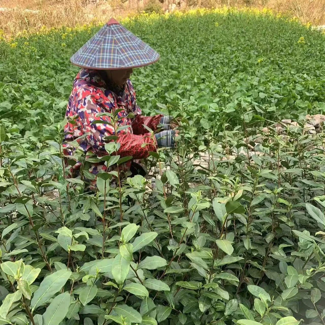 2025 茶农自家茶，高山绿茶