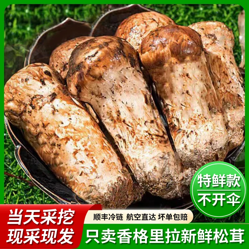 【2025年香格里拉新鲜松茸 】 顺丰冷链48小时直达250g500g