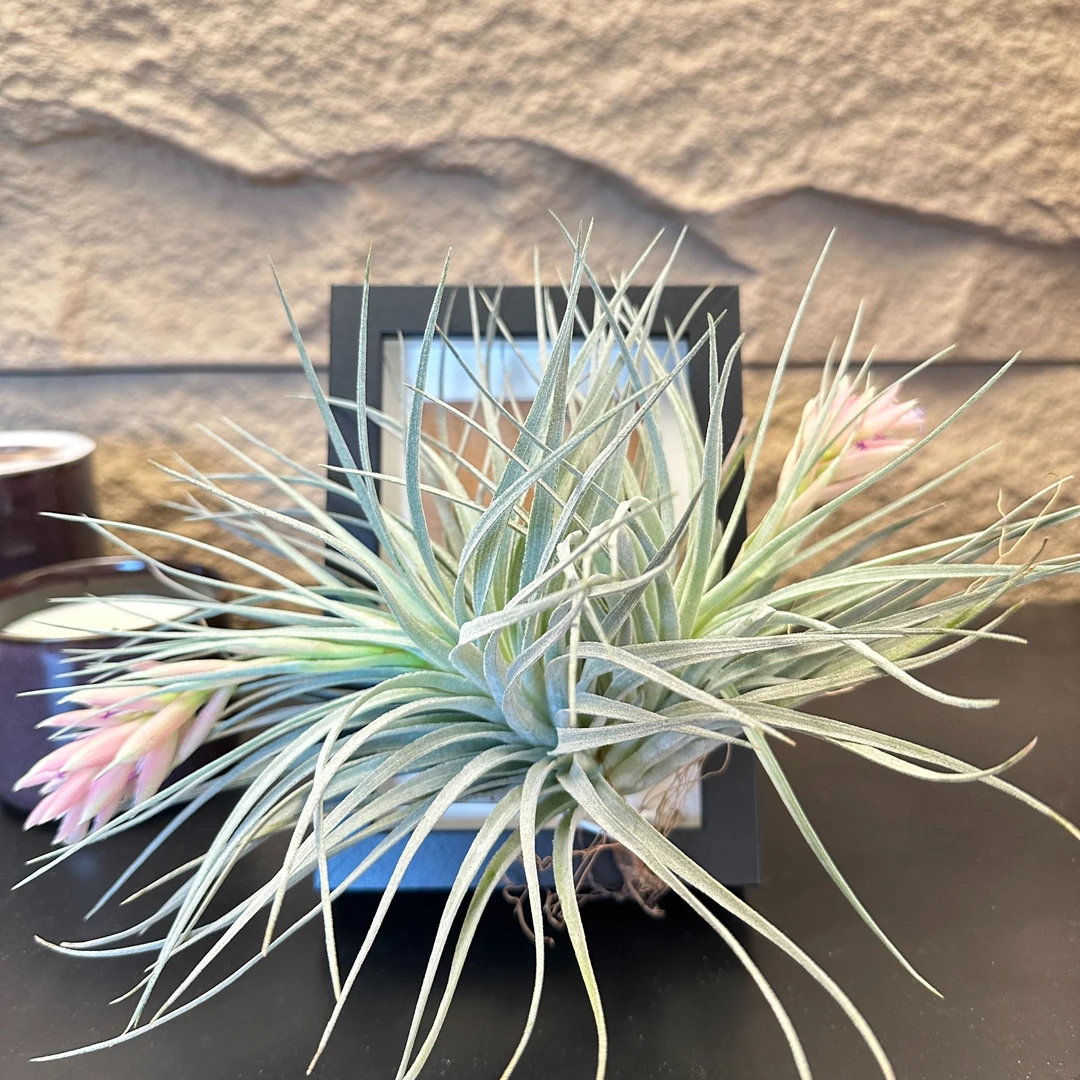 双头棉花糖 治愈艺术绿植空气凤梨室内花盆摆件居家园艺净化空气