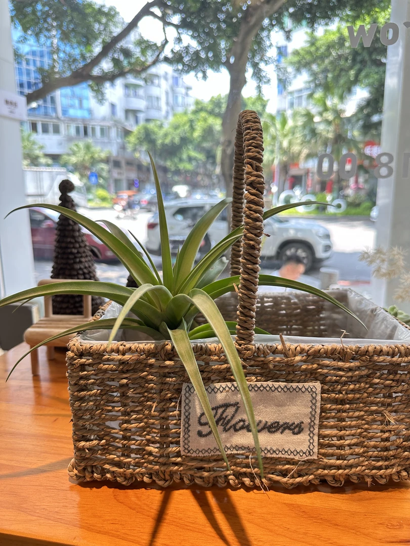 木柄（纯植物）治愈艺术绿植空气凤梨室内居家园艺净化空气