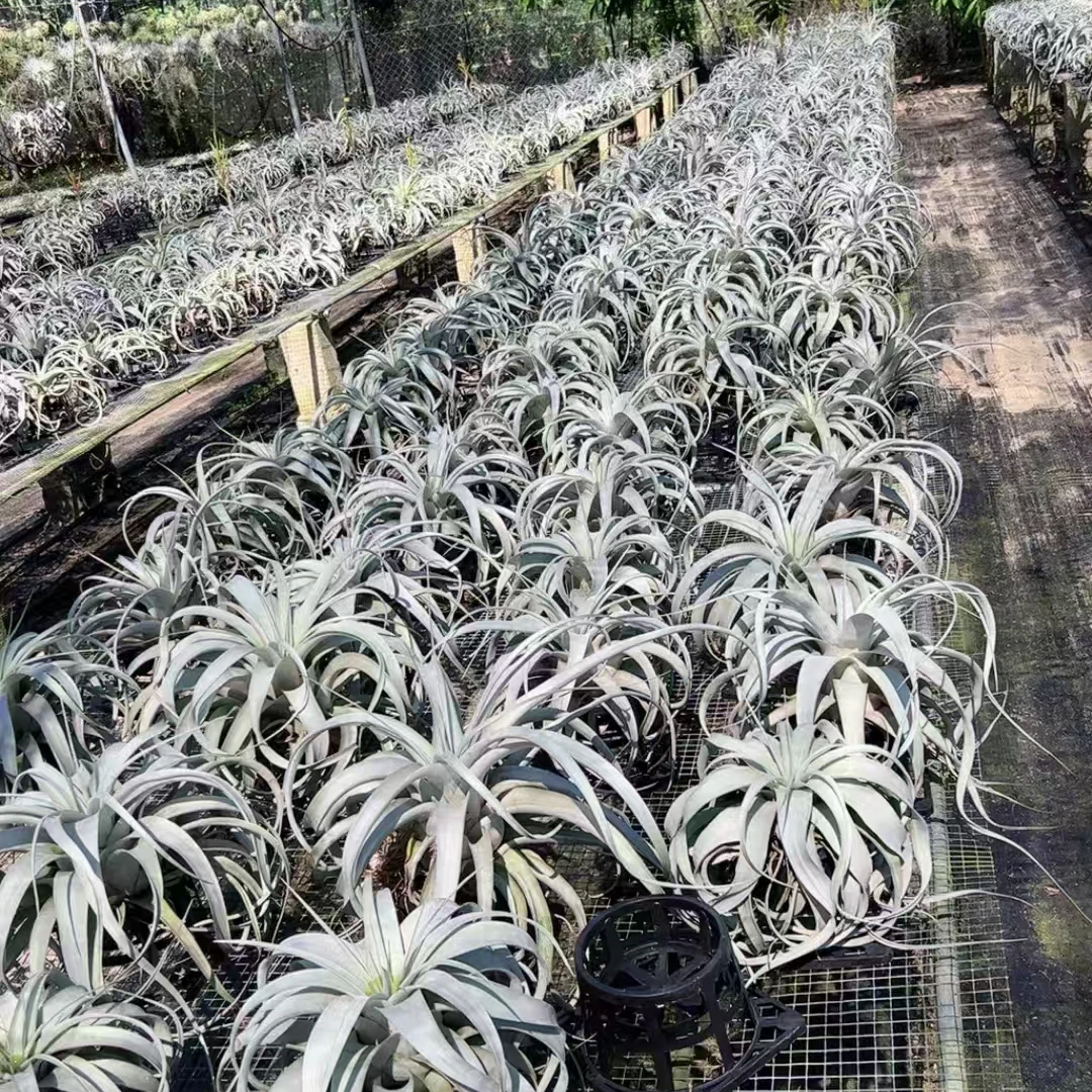 一物一拍60-300空气凤梨好养绿植懒人植物桌面微景观