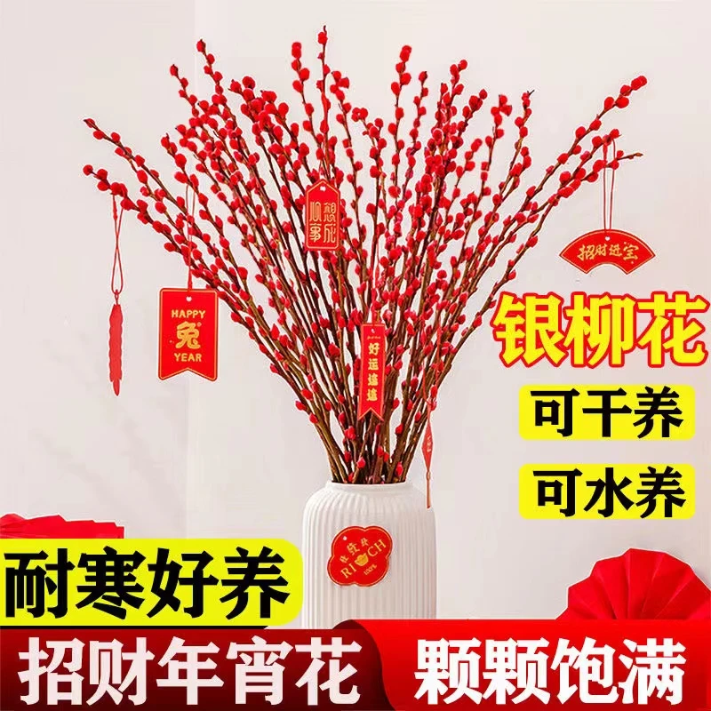 云寒耐寒年宵花卉银柳真花鲜枝水培干花银柳