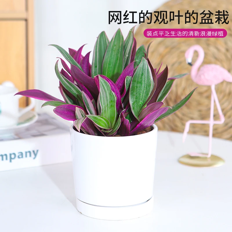 紫露兰盆栽室内花卉植物办公室客厅好养油画吊兰净化空气观叶绿植