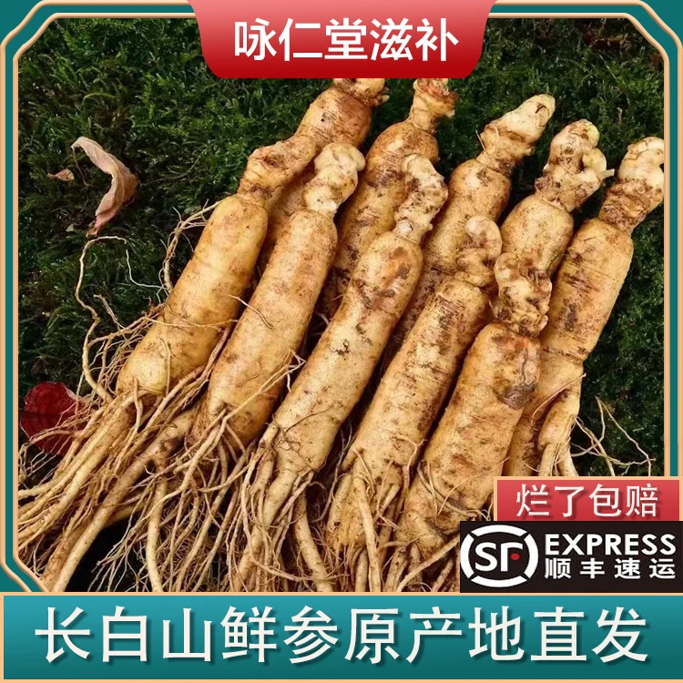 长白山鲜人参  20根  每根约8-10克   体验装