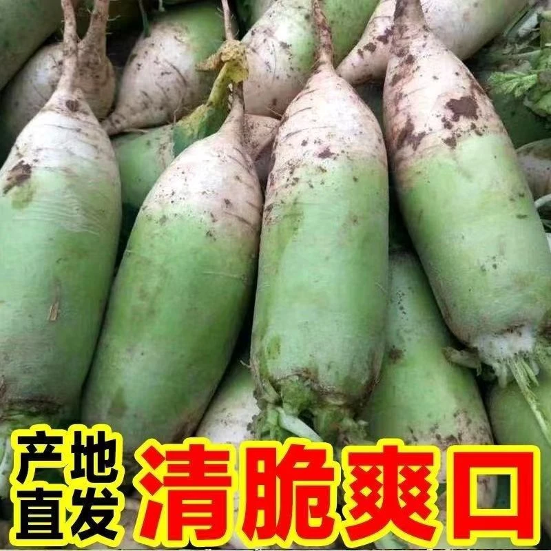 河南青萝卜沙地现挖现发新鲜萝卜5斤9斤蔬菜产地直发微辣