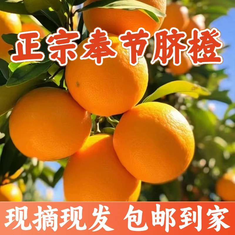 【顺丰】正宗奉节脐橙新鲜现摘香甜多汁纽荷尔10/20斤奉节脐橙