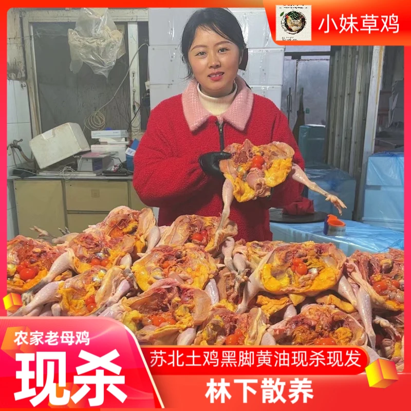 3只）苏北黑脚老母鸡 红烧炖汤 新鲜美味