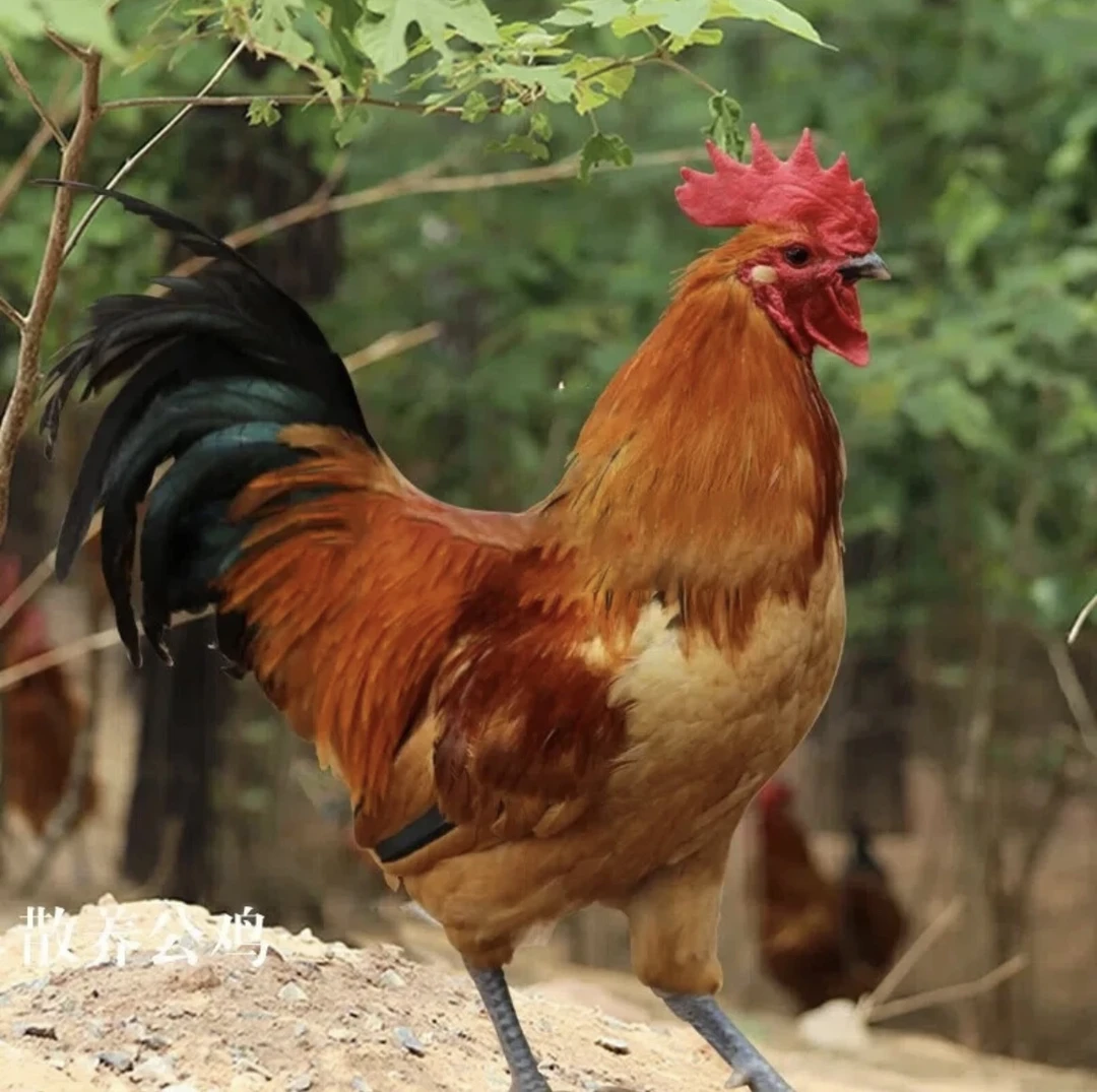3只农家放养土柴鸡公鸡母鸡 顺丰包邮