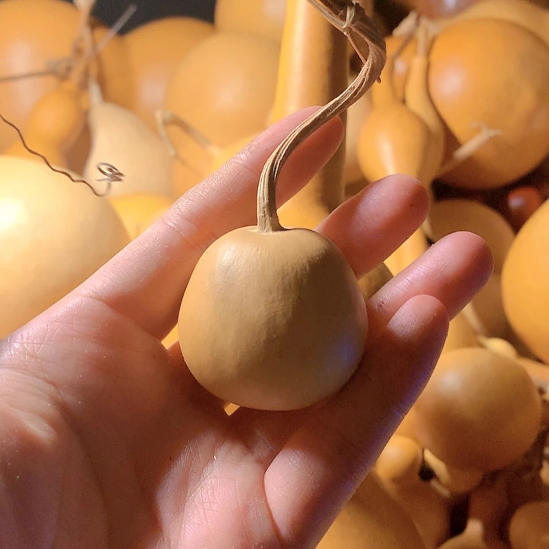 【闪购商品】天然葫芦风*骤