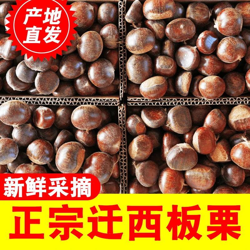 【迁西板栗】2024年头茬新鲜生板栗 正宗迁西板栗软糯香甜坏果包赔