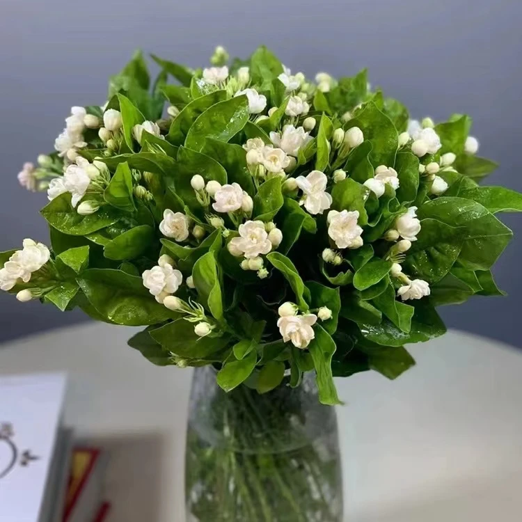 【茉莉花】任意两件包邮云南昆明鲜花基地直发
