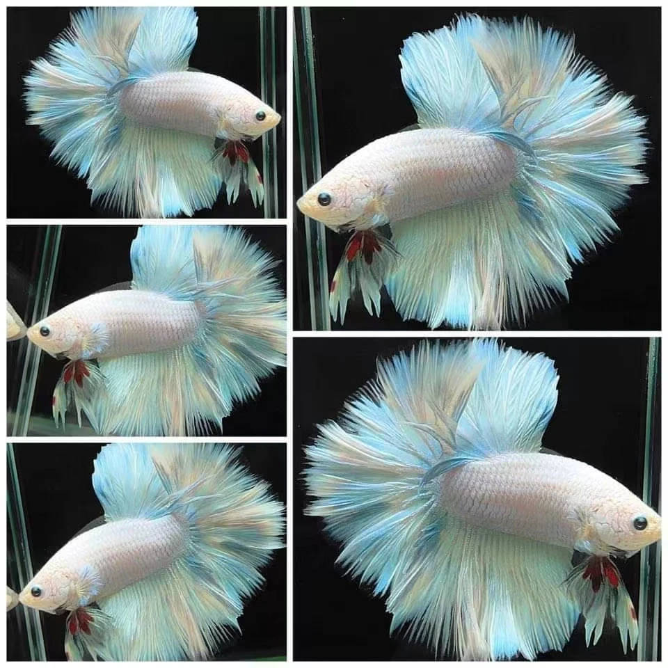 C301-C400编号精品泰国斗鱼半月狮王将军公母鱼热带鱼淡水观赏鱼