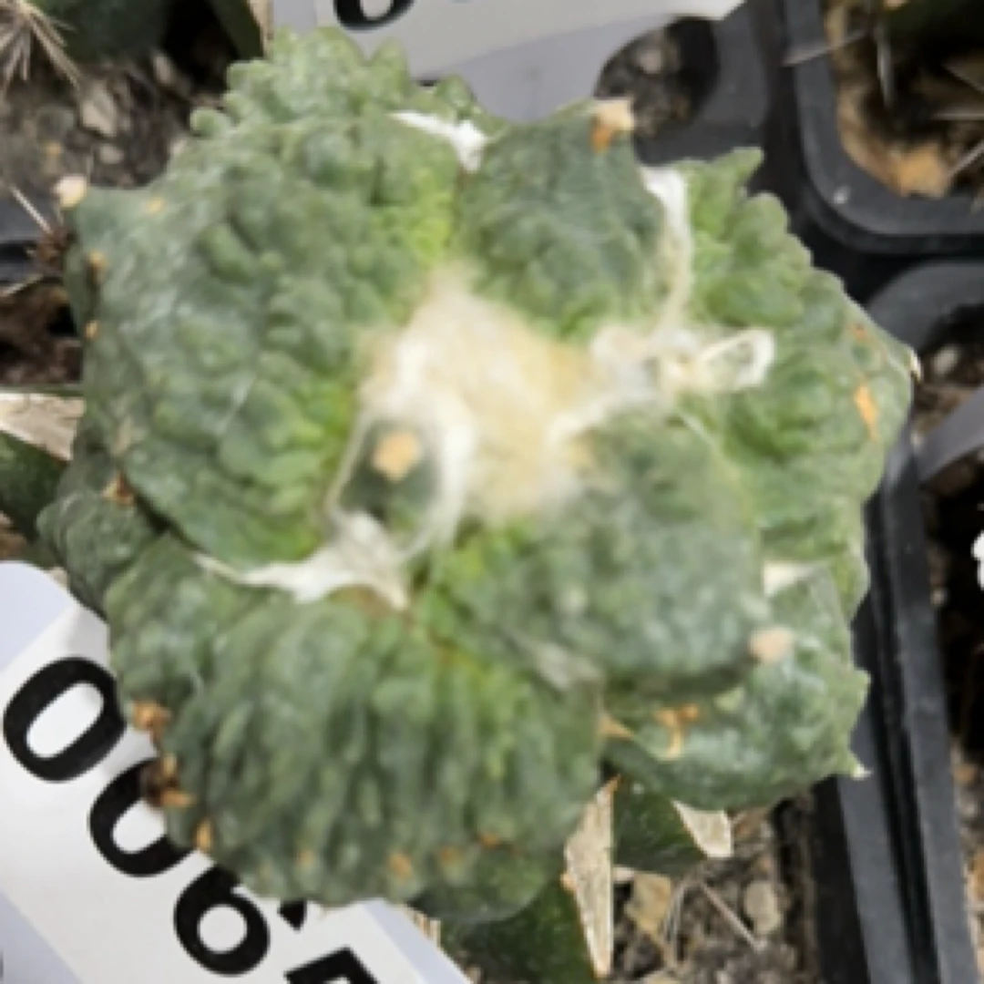 怒涛牡丹，直径6厘米