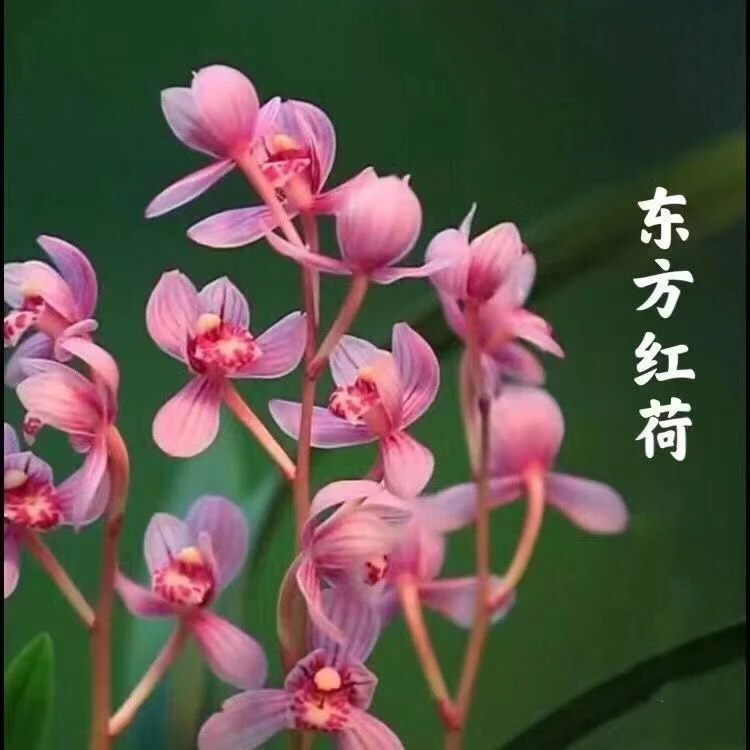 建兰东方红荷浓香荷瓣好养易活兰花苗室内外盆栽绿植花卉