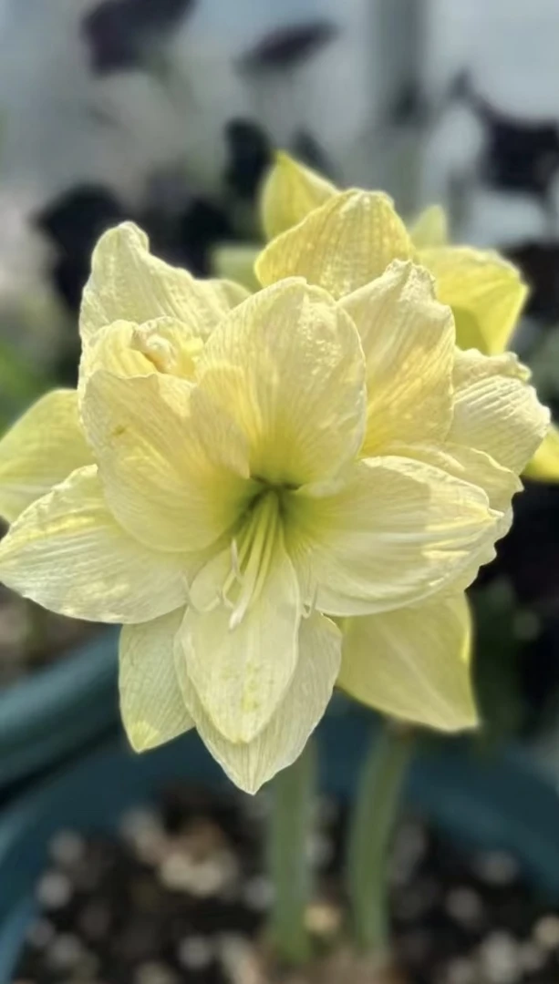 （黄玫瑰）4.5-5厘米朱顶红包对版送肥料