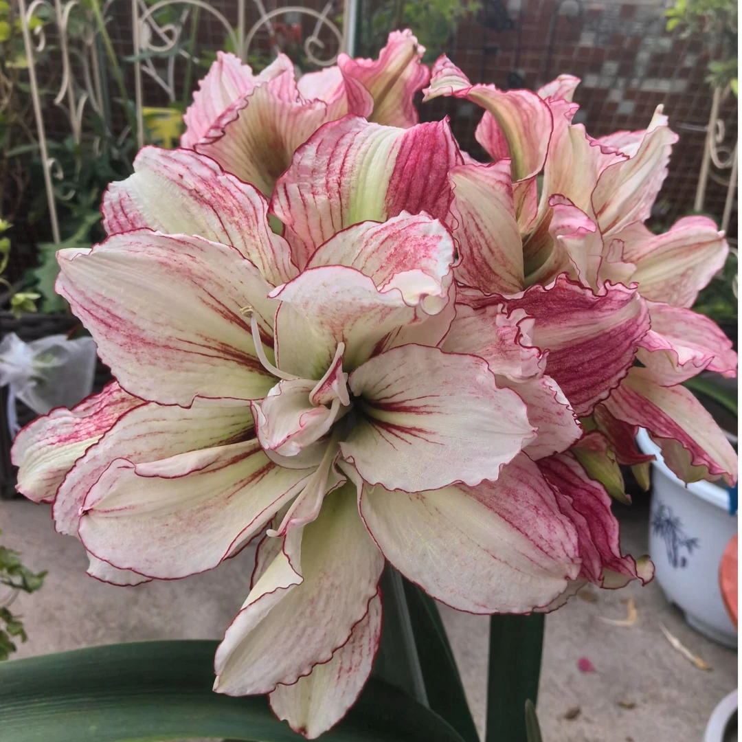 （安吉拉4.5-5福利朱顶红种球 左右