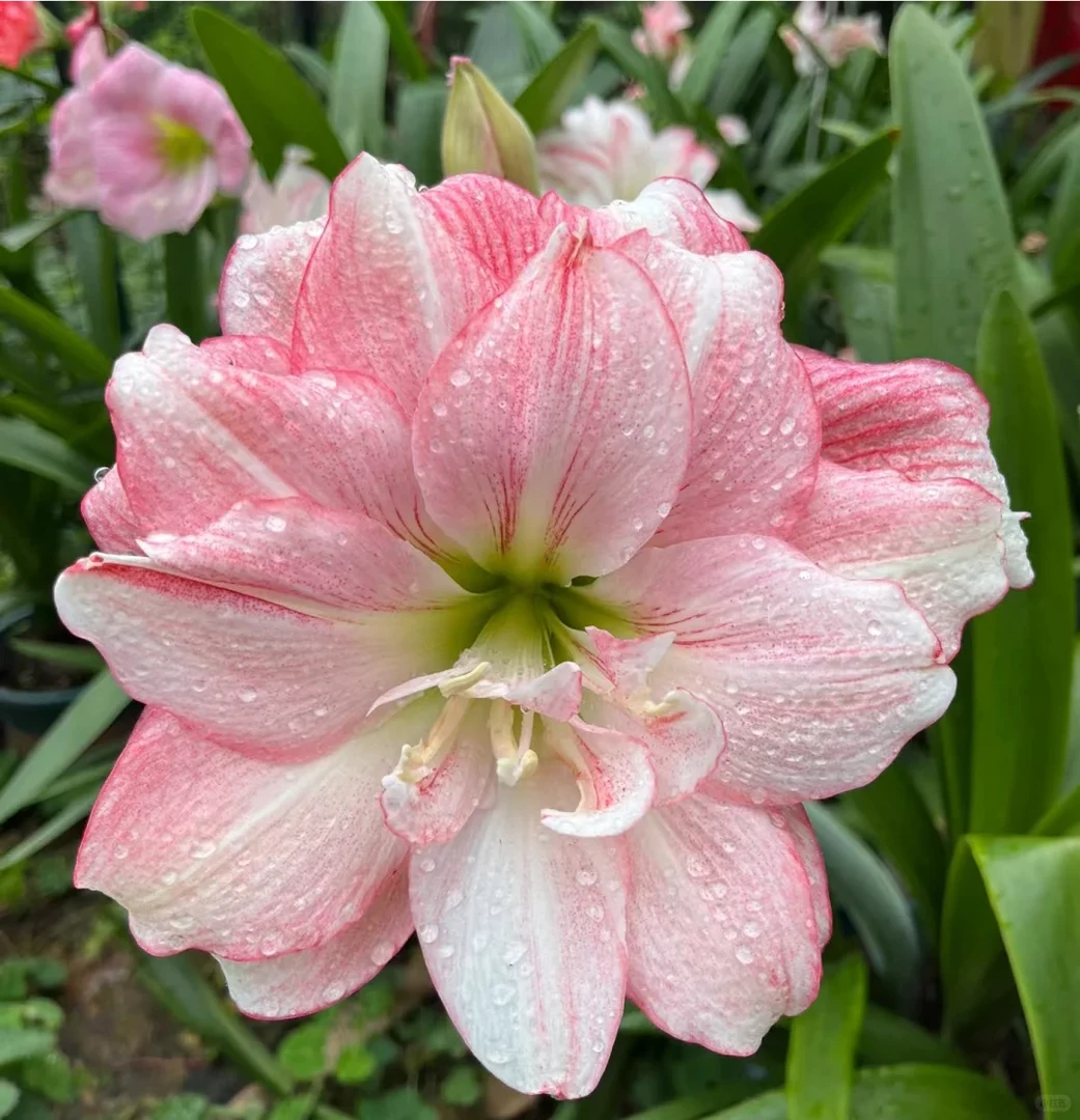 （卡布鲁斯）福利 朱顶红种球4.5-5厘米