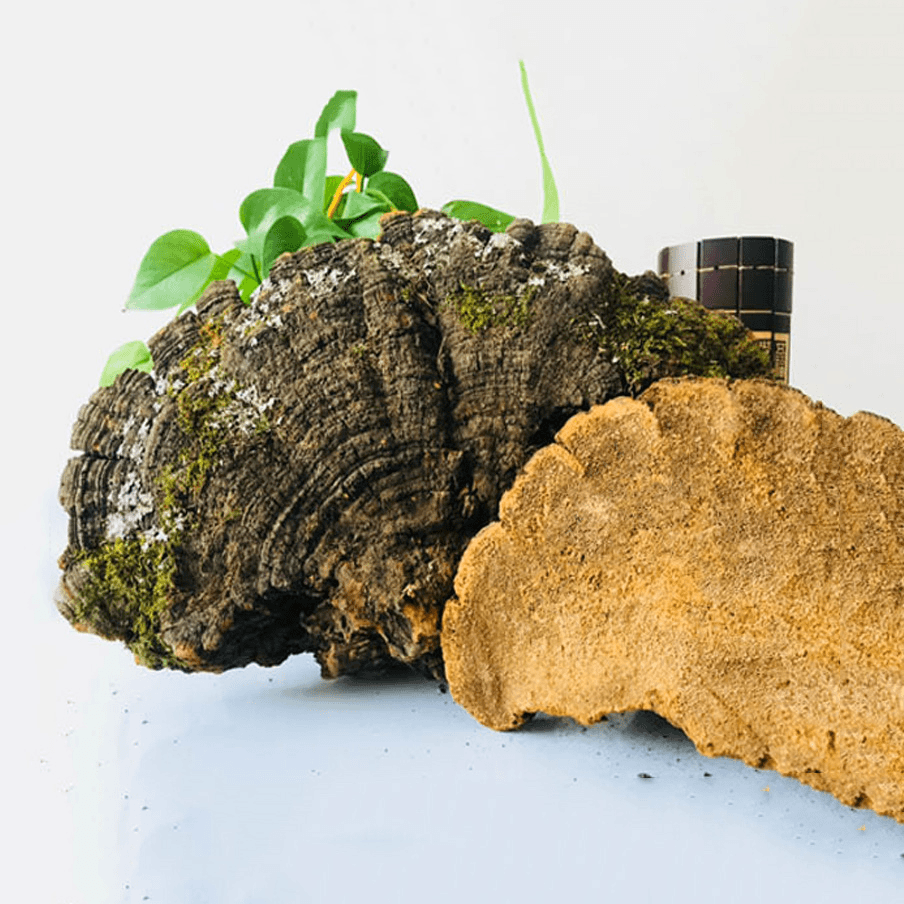 （龙兄推荐）松针层孔菌黄灵芝干品特产煲汤煮水散装农产品