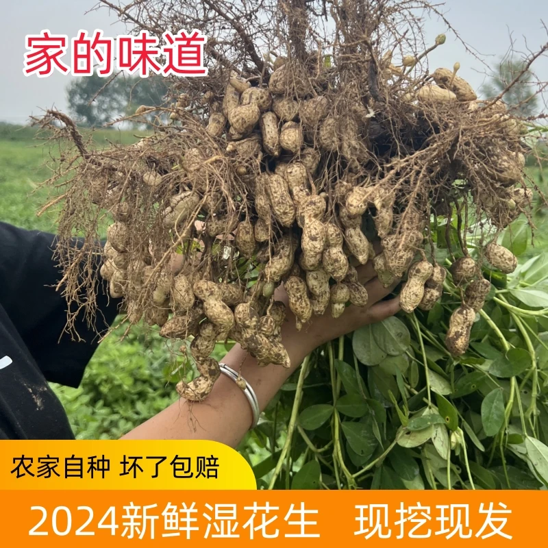 2024农家现拔新鲜花生颗粒饱满香脆可口农田地头花生带壳坏了包赔