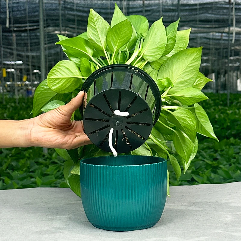 【仿陶瓷自动吸水】大叶绿萝土培好养活新品种适合室内新房四季翠绿