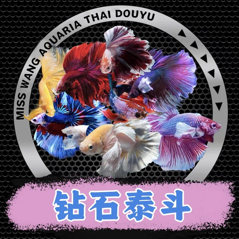 【1·号链接】纯白婚纱斗鱼活体热带观赏鱼好养活的小宠物