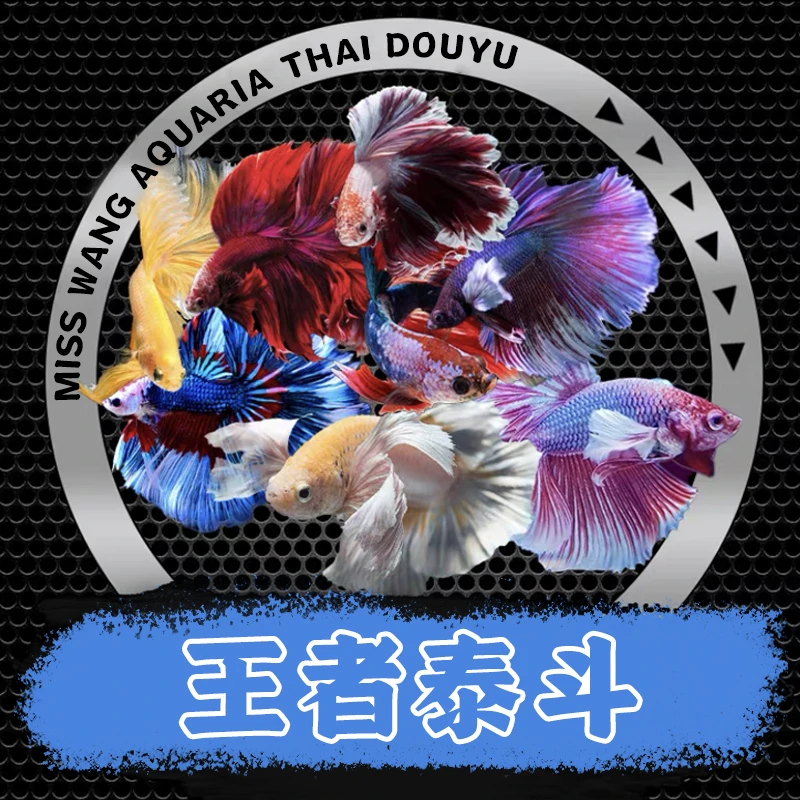 [2号链接】福利大促3条1组泰国斗鱼半月将军母鱼宠物鱼缸观赏鱼